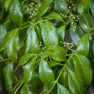 5185-EUONYMUS LUCIDUS - HIMALAYA - CELASTRACEAE