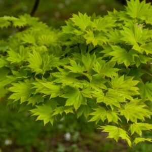 5190-ACER - SHIRASAWANUM AUREUM - ACERACEAE