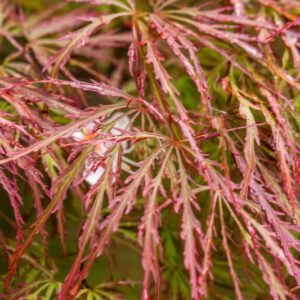 5193-ACER PALMATUM - DISSECTUM ATROPURPUREUM - PINK FILIGREE - ACERACEAE