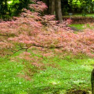 5195-ACER PALMATUM - DISSECTUM ATROPURPUREUM - PINK FILIGREE - ACERACEAE