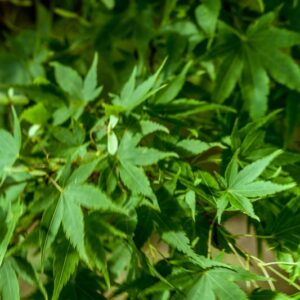 5197-ACER PALMATUM - SANGO KAKU - ACERACEAE