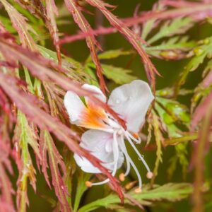 5194-ACER PALMATUM - DISSECTUM ATROPURPUREUM - PINK FILIGREE - ACERACEAE