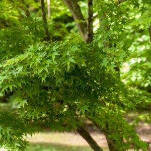 5198-ACER PALMATUM - SANGO KAKU - ACERACEAE