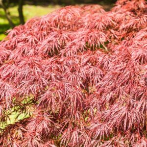 5202-ACER PALMATUM - DISSECTUM ATROPURPUREUM - CRIMSON QUEEN - ACERACEAE