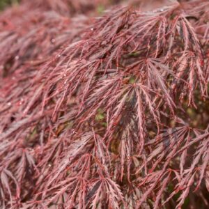 5201-ACER PALMATUM - DISSECTUM ATROPURPUREUM - CRIMSON QUEEN - ACERACEAE