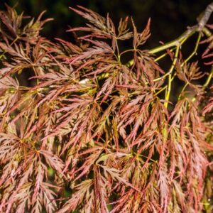 5206-ACER PALMATUM - DISSECTUM RUBRUM - ACERACEAE