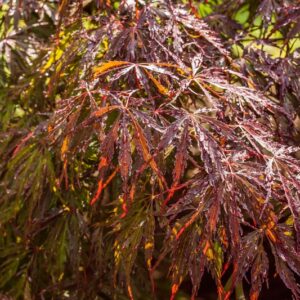 5209-ACER PALMATUM DISSECTUM ATROPURPUREUM - INABA SHIDARE - ACERACEAE