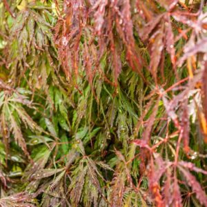 5208-ACER PALMATUM DISSECTUM ATROPURPUREUM - INABA SHIDARE - ACERACEAE