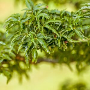 5217-ACER PALMATUM - RIBESCIFOLIUM - ACERACEAE