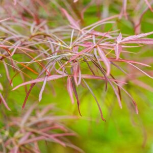5220-ACER PALMATUM - RED PYGMY - ACERACEAE