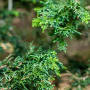 5228-CHAMAECYPARIS OBTUSA - LYCOPODIOIDES - CUPRESSACEAE