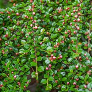 5231-COTONEASTER HORIZONTALIS - ROSACEAE