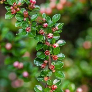 5232-COTONEASTER HORIZONTALIS - ROSACEAE