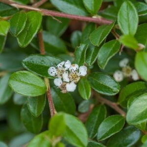 5234-COTONEASTER DAMMERI - SKOGHOLN - ROSACEAE