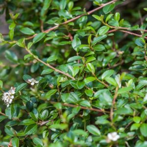 5235-COTONEASTER DAMMERI - SKOGHOLN - ROSACEAE