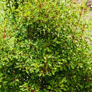 5237-ENKIANTHUS PERULATUS - GIAPPONE - ERICACEAE