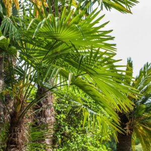 5245-CHAMADOREA RADICALIS - MESSICO - PALMAE