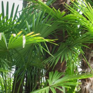 5244-CHAMADOREA RADICALIS - MESSICO - PALMAE