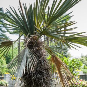 5247-THRITRINAX - ARGENTINA - PALMAE