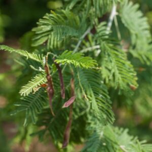 5252-ACACIA DECURRENS - VAR DEALBATA - TASMANIA - LEGUMINOSAE