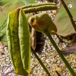5255-NELUMBO NUCIFERA - ASIA TROPICALE - NYMPHACEAE