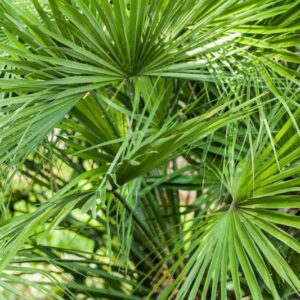 5262-CHAMAEROPS HUMILIS - MEDITERRANEO OCC - PALMAE
