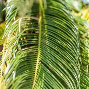 5265-CYCAS REVOLUTA - EST ASIA - CYCADACEAE