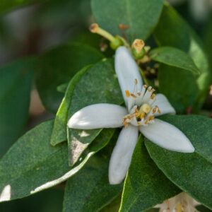 5281-CITRUS MYRTIFOLIA - RUTACEAE