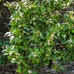 5282-CITRUS MYRTIFOLIA - RUTACEAE