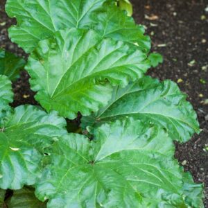 5290-RHEUM PALMATUM - POLYGONACEAE