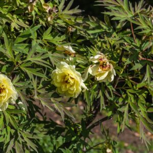 5296-PAEONIA - HIGH  NOON - PAEONIACEAE