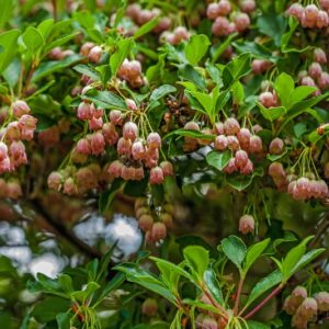 5305-ENKIANTHUS PALLIDIFLORA - GIAPPONE - ERICACEAE