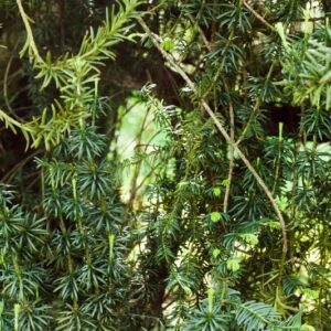 5302-CEPHALOTAXUS HARRINGTONII - GIAPPONE - CEPHALOTAXACEAE