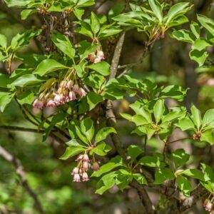 5308-ENKIANTHUS CAMPANULATUS - VAR RECURVUS - GIAPPONE - ERICACEAE