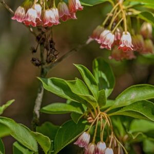 5309-ENKIANTHUS CAMPANULATUS - VAR RECURVUS - GIAPPONE - ERICACEAE