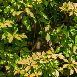 5312-ENKIANTHUS PERULATUS - GIAPPONE - ERICACEAE