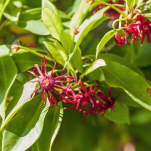 5317-ILLICIUM FLORIDANUM - SUD EST USA - ILLICIACEAE
