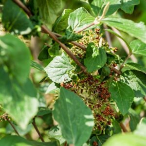 5321-VIBURNUM - X CARLCEPHALUM - CAPRIFLOLIACEAE