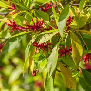 5319-ILLICIUM FLORIDANUM - SUD EST USA - ILLICIACEAE