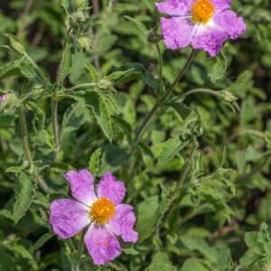 5330-CISTUS SALVIFOLIUS - REG MEDITERRANEE - CISTACEAE