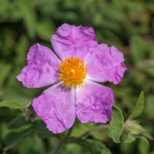 5332-CISTUS SALVIFOLIUS - REG MEDITERRANEE - CISTACEAE