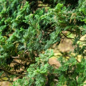 5335-CHAMAECYPARIS OBTUSA - GIAPPONE - CUPRESSACEAE