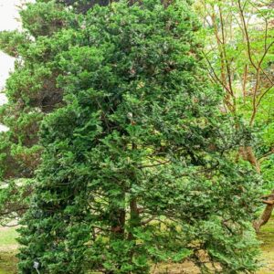 5337-CHAMAECYPARIS OBTUSA - GIAPPONE - CUPRESSACEAE