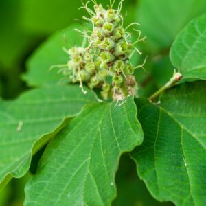 5343-FOTHERGILLA MAJOR - SUD EST USA - HAMAMELIDACEAE