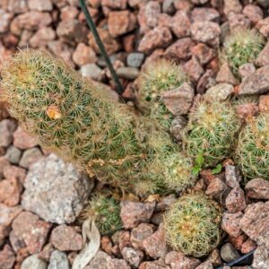 5353-MAMMILLARIA RITTERIANA - MESSICO - CACTACEAE