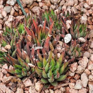 5355-HAWORTHIA RADULA - SUD AFRICA - ASPHODELACEAE