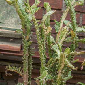 5358-OPUNTIA MONACANTHA - ARGENTINA BRAZIL PARAGUAY - CACTACEAE