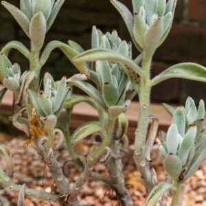 5362-KALANCHOE TOMENTOSA - MADAGASCAR - CRASSULACEAE