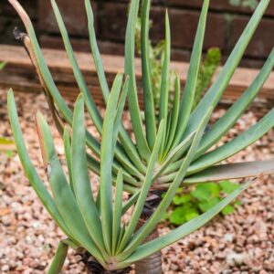 5366-ALOE PLICATILIS - SUD AFRICA - ALOEACEAE