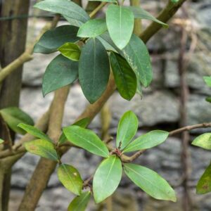 5387-ACOKANTHERA SPECTABILIS - APOCYNACEAE